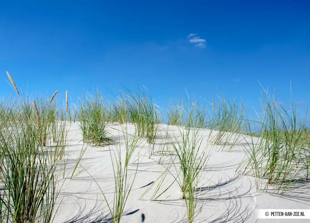 Helmgras Petten aan Zee