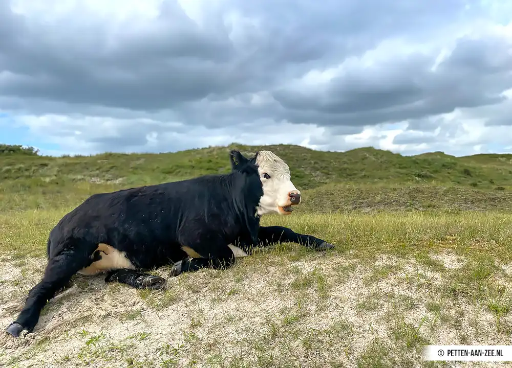 Wandelen in duinvallei Petten aan Zee.