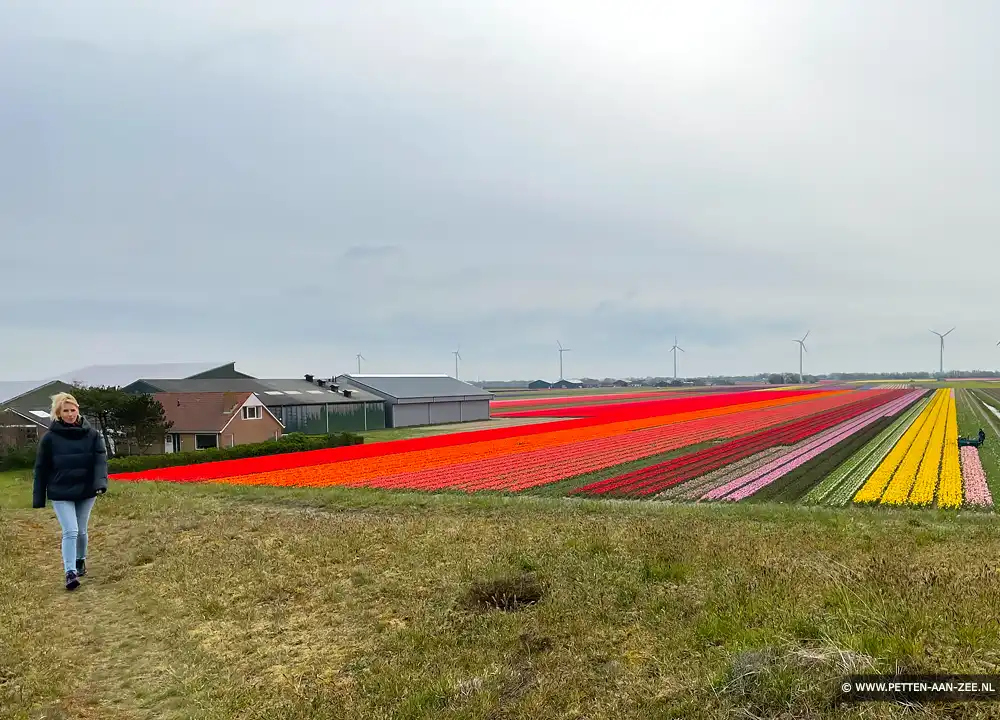 Bollenvelden Petten aan Zee